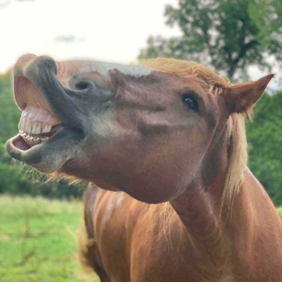 Horse at Voss Run Farm